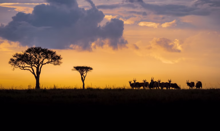 Wildlife Photography Classes